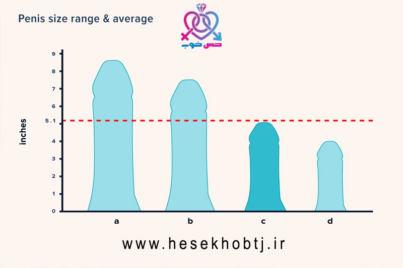 سایز طبیعی آلت تناسلی مردان